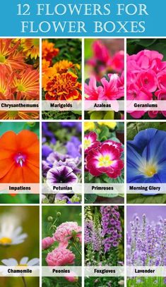 twelve flowers for flower boxes with the words, 12 different types and colors to choose from