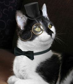 a black and white cat wearing a top hat with glasses on it's head