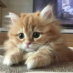 an orange kitten laying on top of a wooden floor