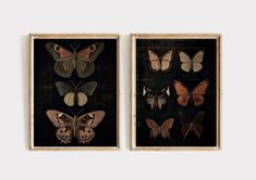 two framed paintings of butterflies on a wall