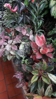 many different types of plants in a planter on a brick floor with red and green leaves