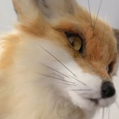 an orange and white fox's head is shown