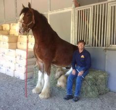 a man sitting next to a large horse in a stable with hay on the ground