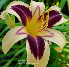 a large yellow and red flower with green leaves in the backgrounnds