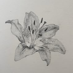 a black and white drawing of a flower with water droplets on it's petals