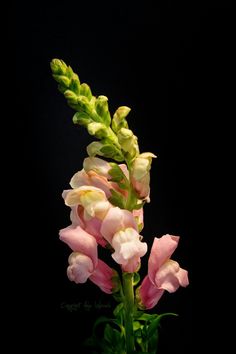 pink and white flowers in a vase on a black background with green stems, photographed against a dark backdrop