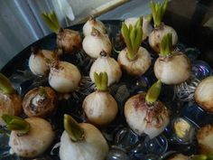 several bulbs of garlic sprouts on top of ice