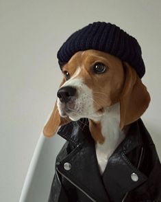 a brown and white dog wearing a black jacket with a hat on it's head