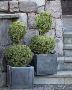 three potted plants sitting on the side of a set of steps next to a stone wall