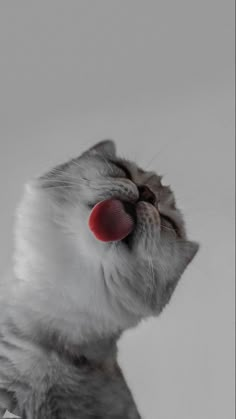 a gray and white cat with its tongue sticking out looking up at something in the sky