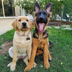 two dogs sitting in the grass with their mouths open