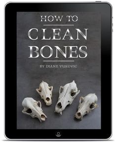 an ipad with the title how to clean bones