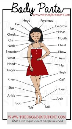 the parts of a woman's body in english