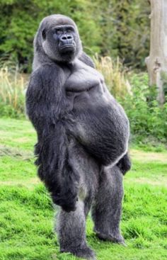 a gorilla standing on its hind legs in the grass