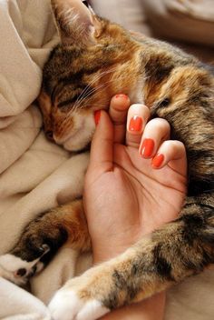 a woman holding a cat in her hands on top of a bed covered in blankets