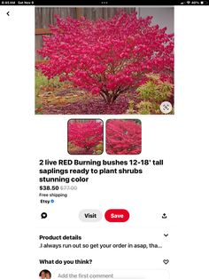 Burning Bush, Color