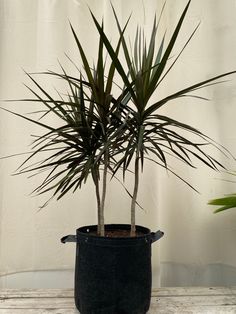 a potted plant sitting on top of a wooden table