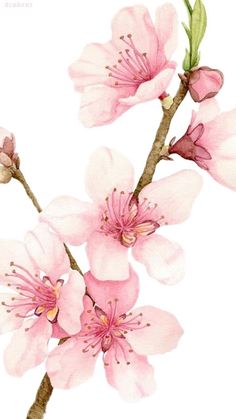 a painting of pink flowers on a white background