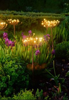 some purple flowers are lit up by lights in the grass and on top of green plants