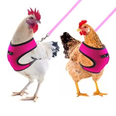 two chickens wearing vests and leashes on white background