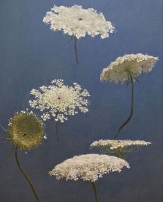 four white flowers are shown against a blue background