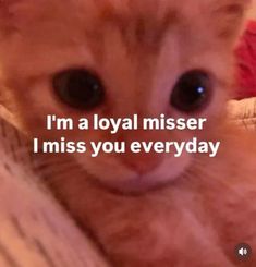 an orange cat with the words i'm a royal missed i miss you everyday