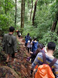 a group of people walking down a trail in the woods