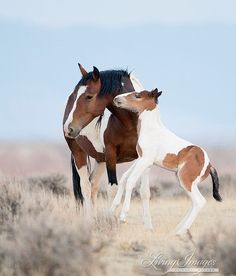 two brown and white horses standing next to each other on a dry grass covered field