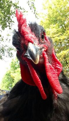 a close up of a rooster's head with trees in the background