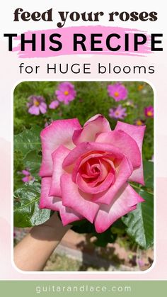 a pink rose with the words feed your roses this recipe for huge blooms on it