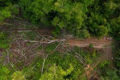 an aerial view of a forest with fallen trees