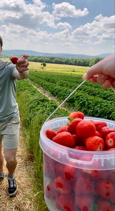 a man is picking strawberries from a bucket