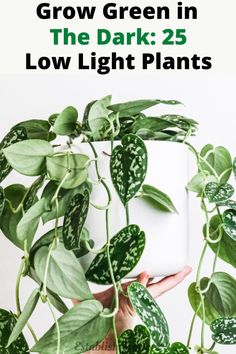 These low light plants have turned my bedroom into an indoor oasis Satin Pothos, Scindapsus Pictus, Low Light, Satin, Plants, Green