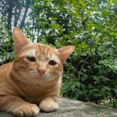 an orange cat sitting on top of a rock in front of some green bushes and trees