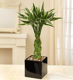 a potted plant sitting on top of a table