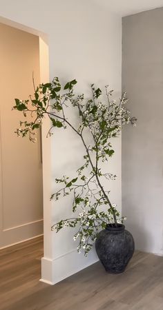 a plant in a black vase sitting on the floor next to a white wall and wooden floors