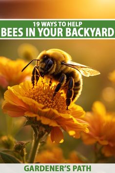 a bee sitting on top of a yellow flower with the words, 13 ways to help bees in your backyard