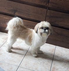 a small white and brown dog standing on top of a tile floor next to a wooden wall