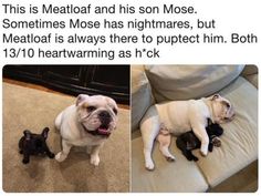 two dogs and one cat are lying on the floor together, with caption that reads, this is meatloaf and his son moose sometimes most nightmares, but meat