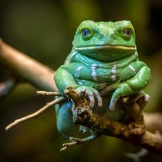 a green frog sitting on top of a tree branch