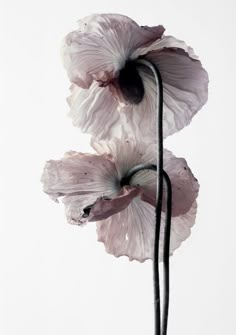 two white flowers with long stems in front of a white background