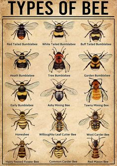 the different types of bees are shown in this poster, which shows them's names