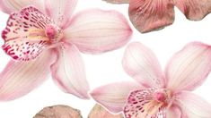 three pink orchids on a white background