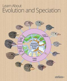 the cover of learn about evolution and speciation, with several birds in a circle