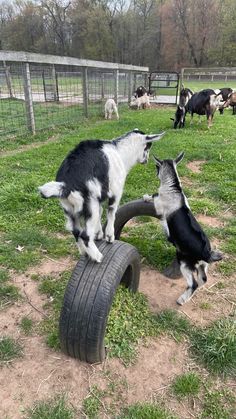 two goats are playing with an old tire