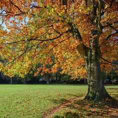 a large tree in the middle of a field with lots of leaves on it's ground