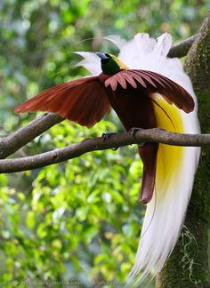 a colorful bird sitting on top of a tree branch