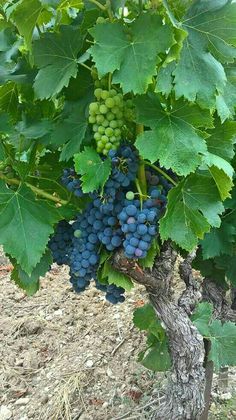 grapes are growing on the vine in an outdoor area with dirt and mulchy ground