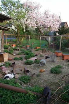 several cats and dogs are in an enclosed area next to some trees with pink flowers