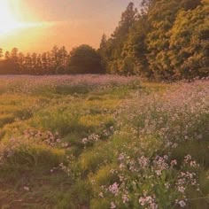 the sun is setting over a field with wildflowers and trees in the background